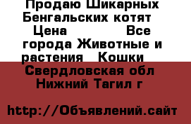 Продаю Шикарных Бенгальских котят › Цена ­ 17 000 - Все города Животные и растения » Кошки   . Свердловская обл.,Нижний Тагил г.